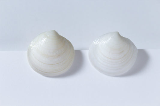 Salt & Shell Stud Earrings
